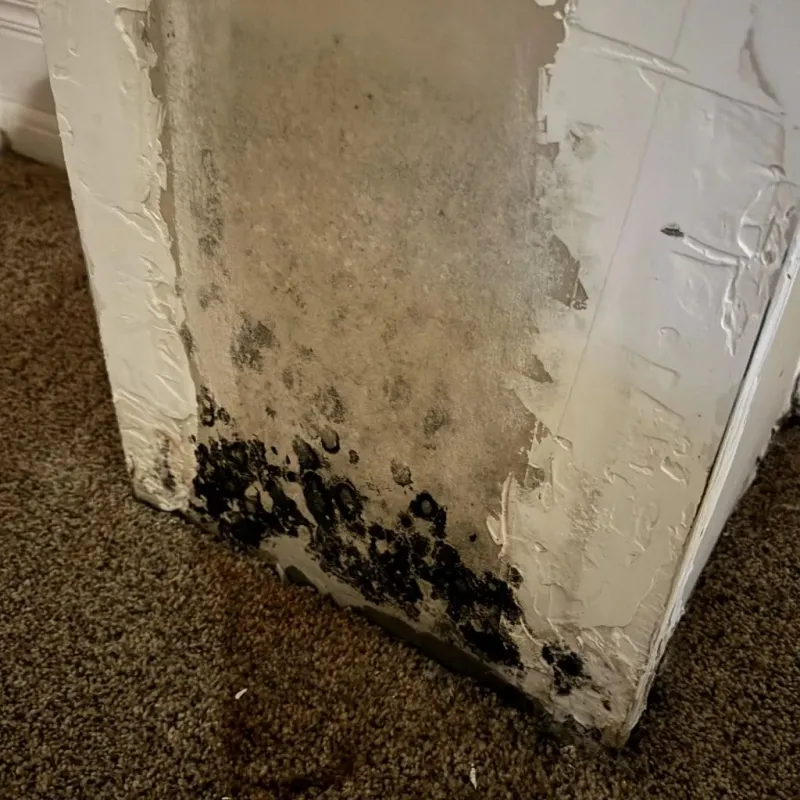 Professional Mold Removal in Yancey County, NC